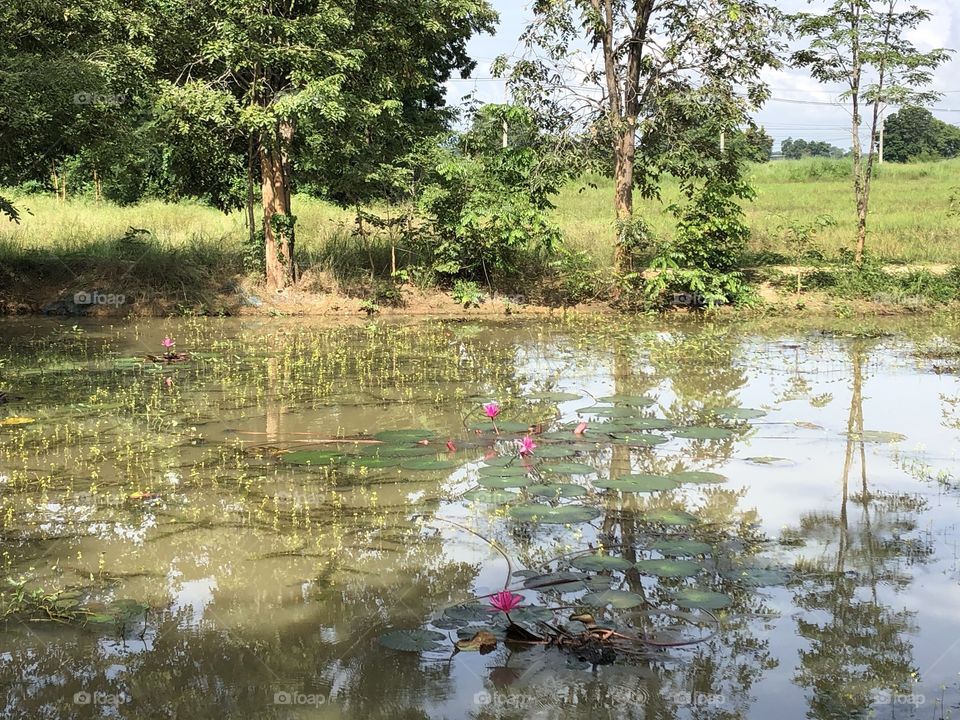 The signs of nature, Countryside ( Thailand 🇹🇭