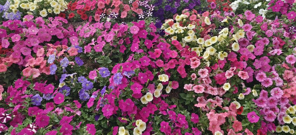 the flower garden with colorful flowers in the spring