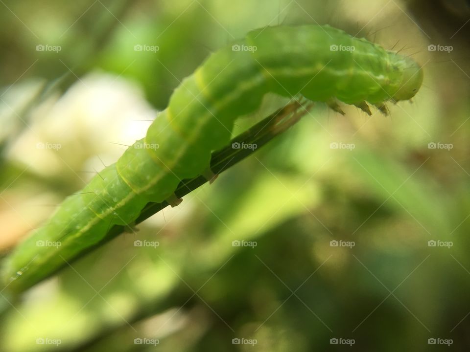 Green caterpillar