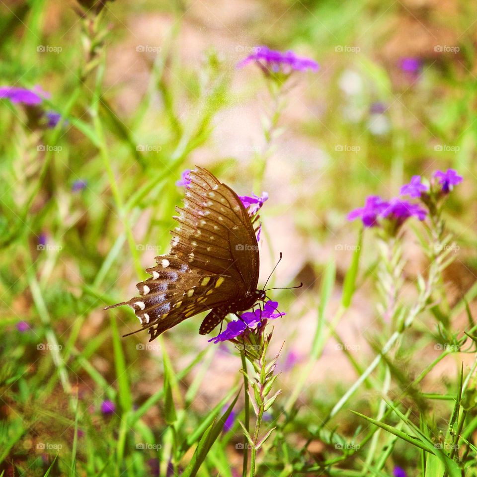 Close-up of a butterfly on purple flower