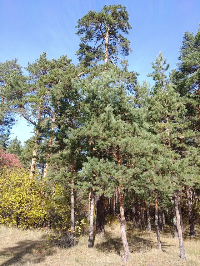 wood