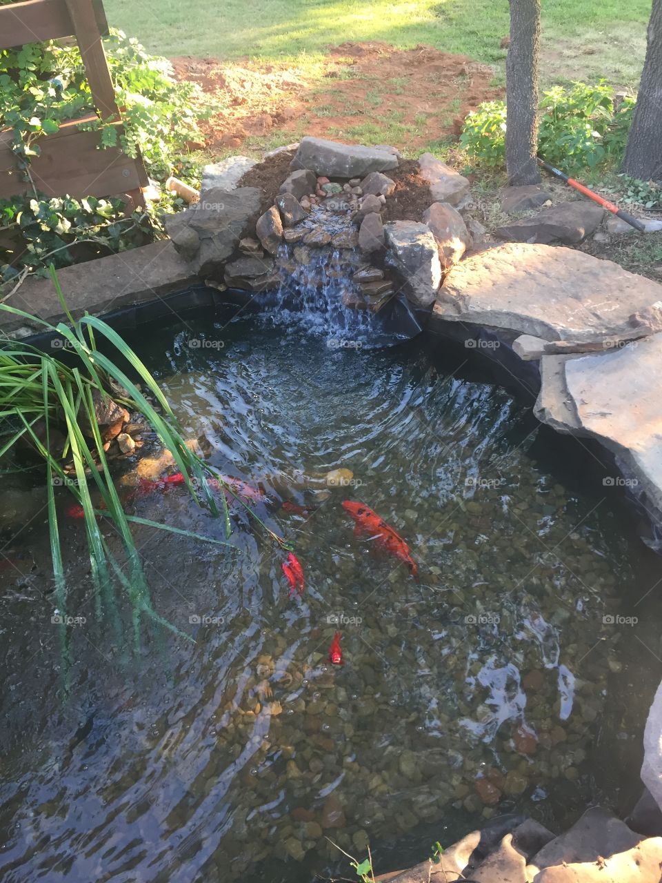 Koi pond