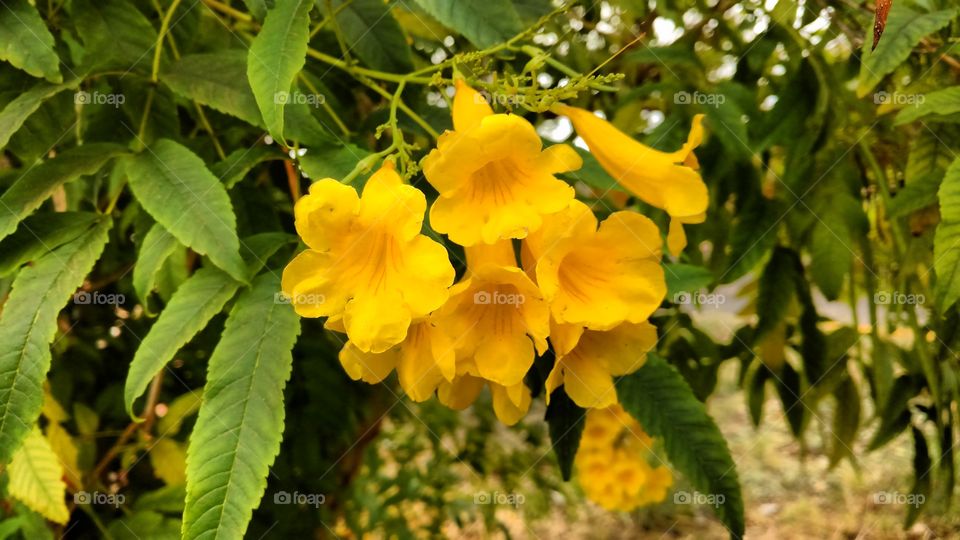 Amarelas flores de árvores das ruas.