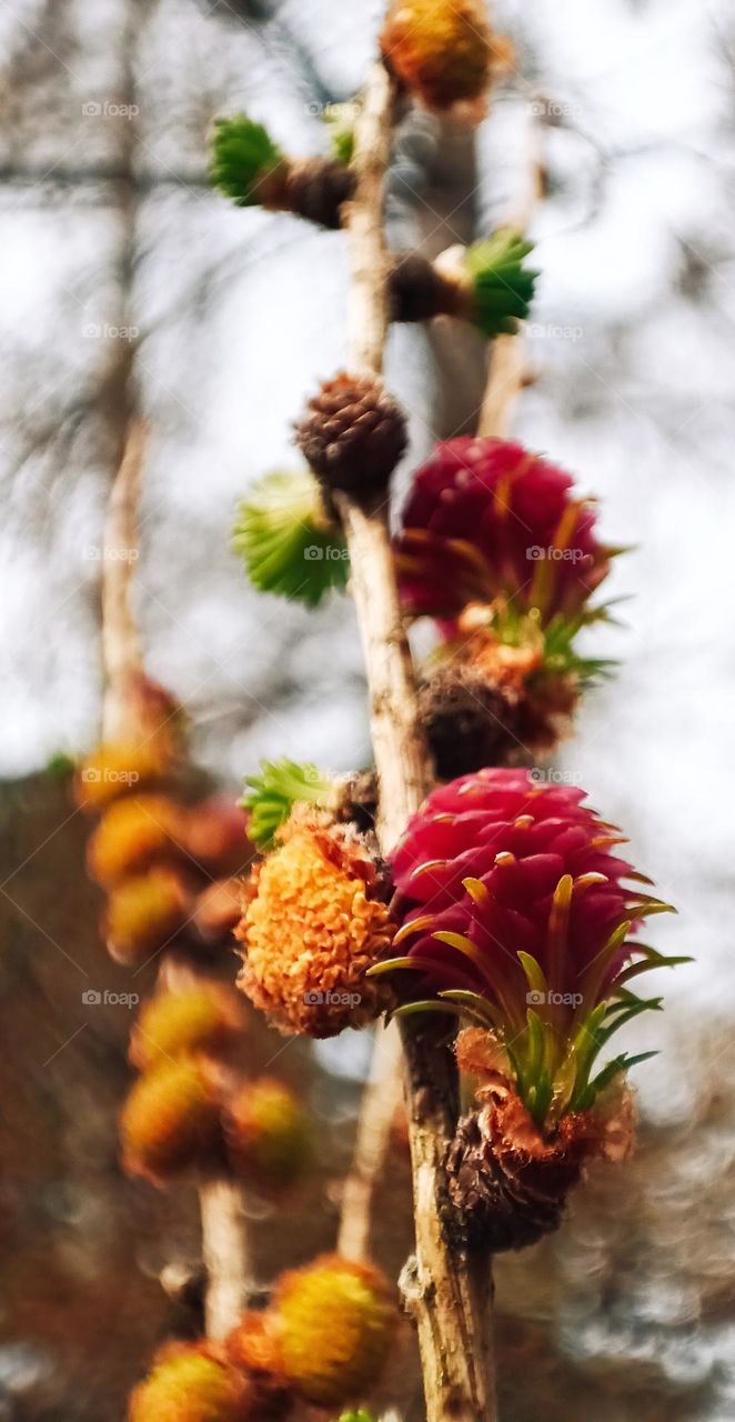 Close up of larch branches full of blossoms and fresh needles