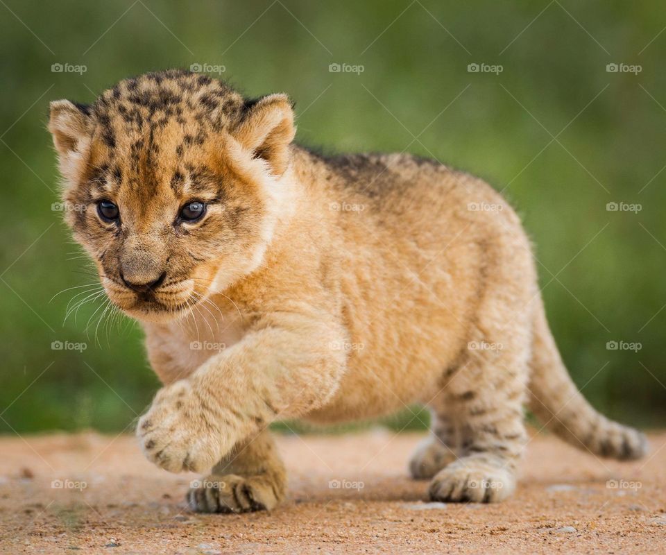 Cub lion 