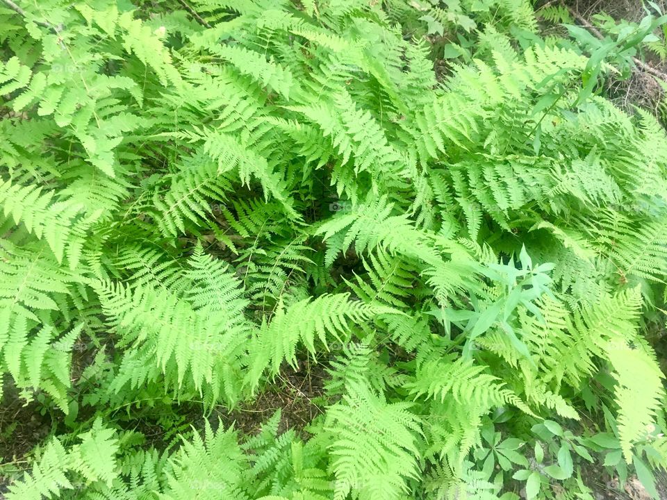 The Fern