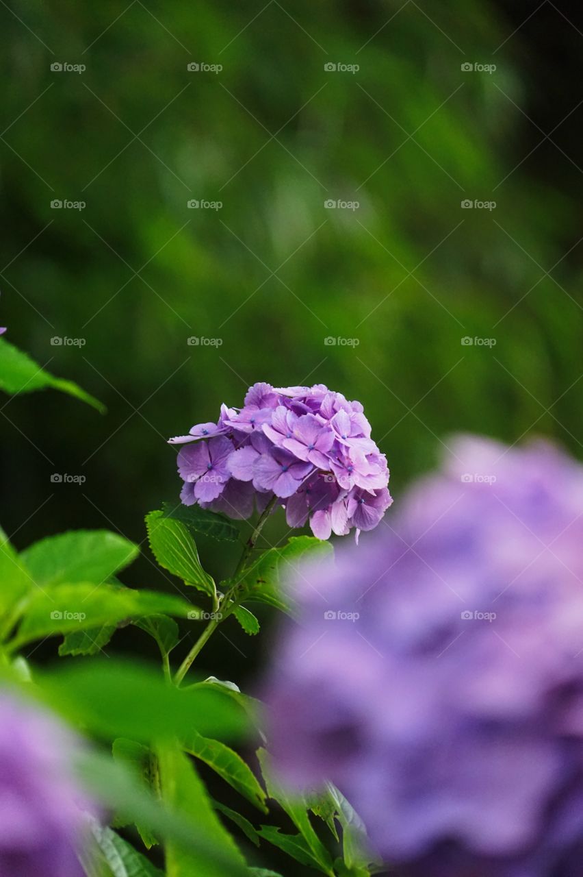 hydrangea