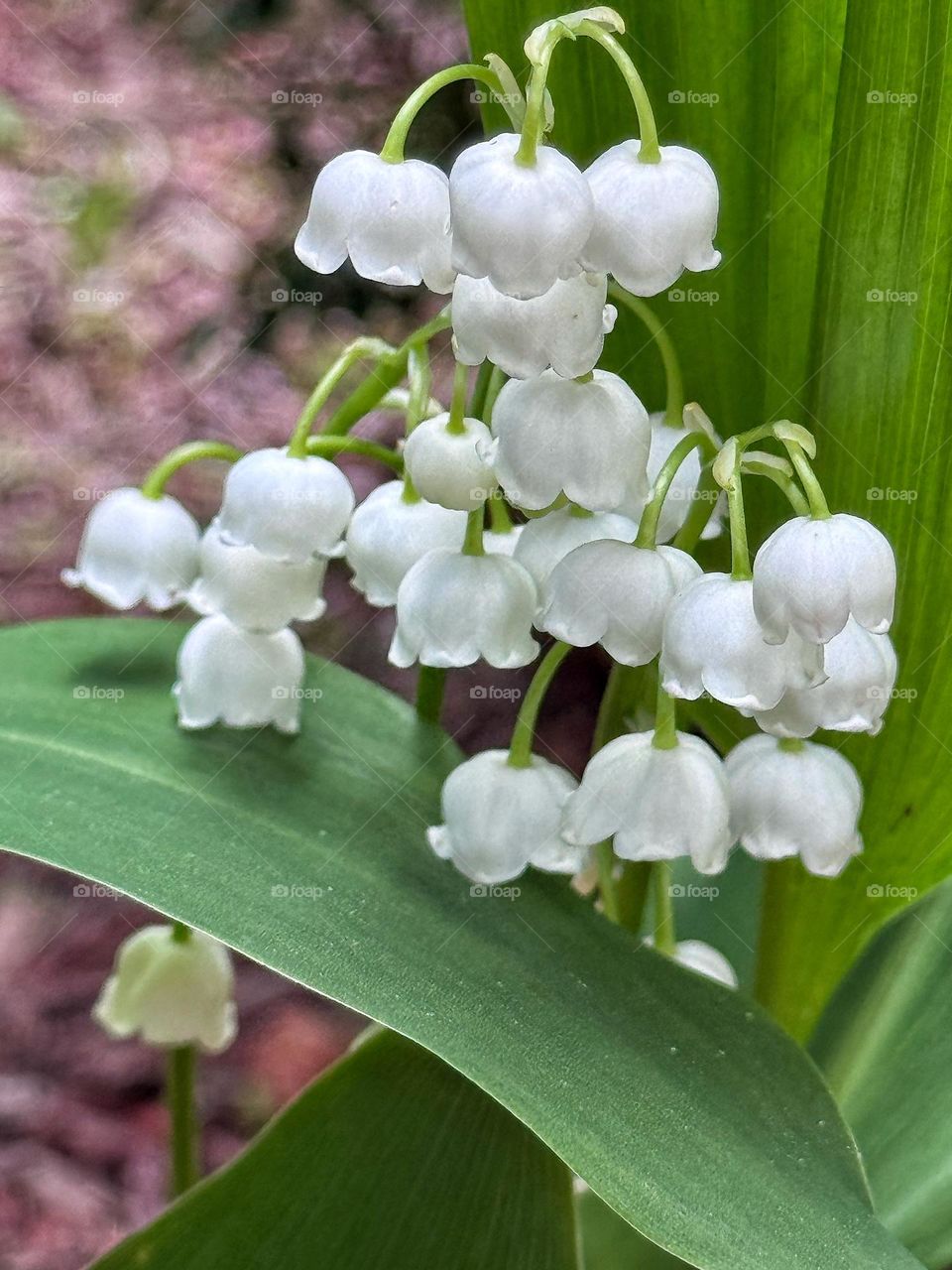 Lily of the Valley 