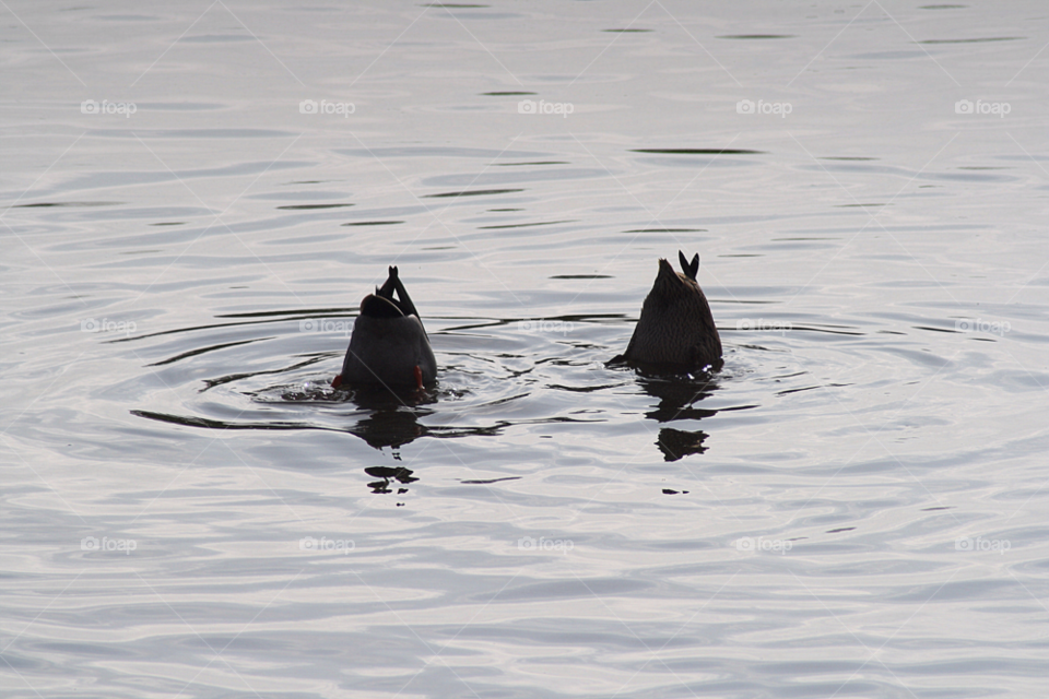 leeds castle birds pond water by leonbritton123