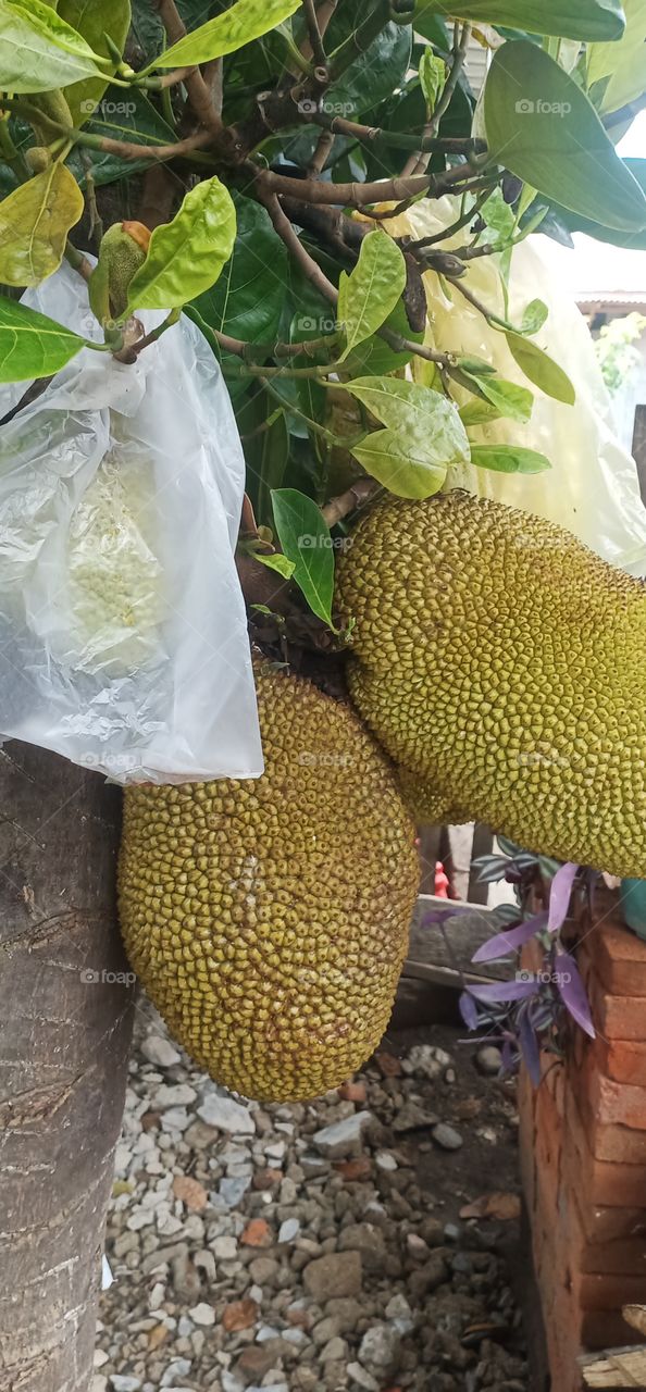 nangka