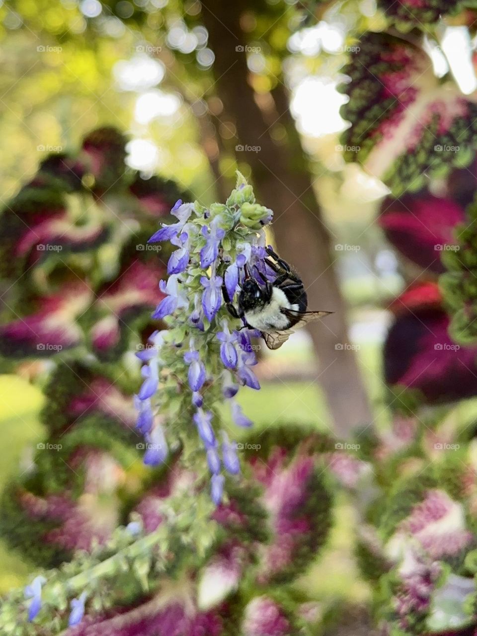 Common eastern bumble bee pollinating purple coleus flowers summer backyard gardening neighborhood landscaping wildlife nature bug insect wings