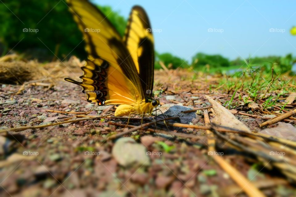 butterfly