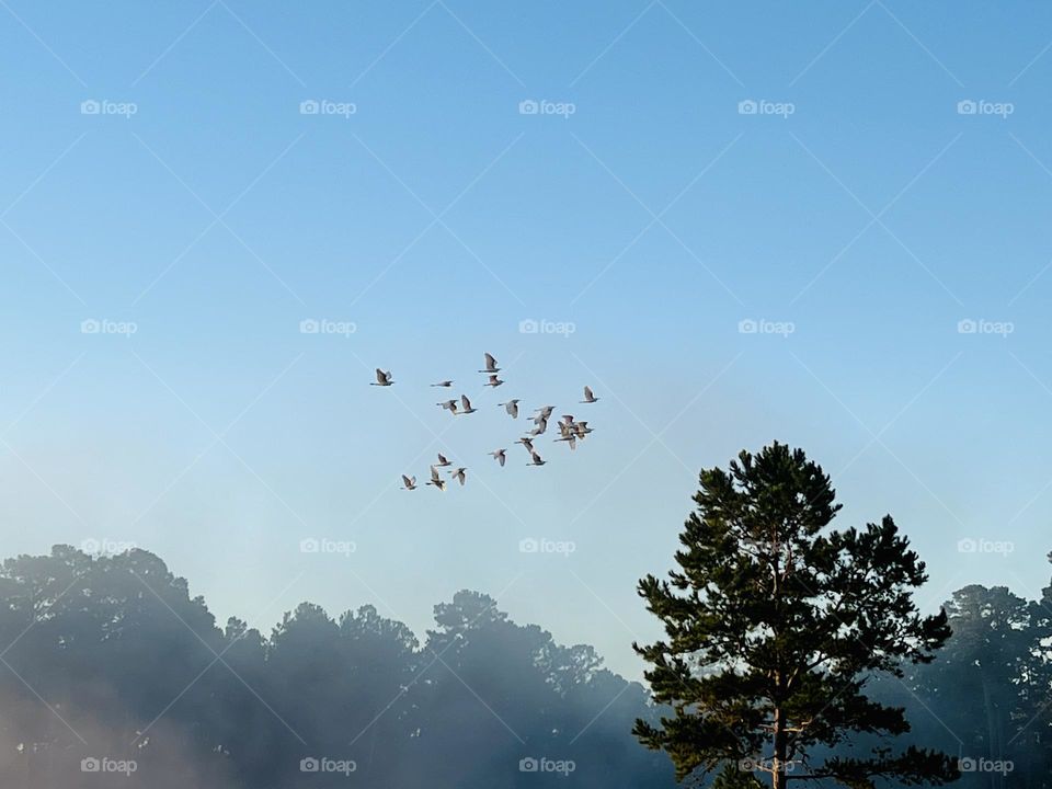 Starlings flying out together over the pine trees in a misty but clear morning sky