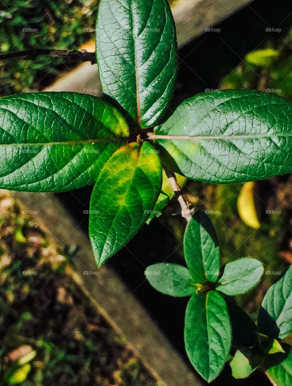 Leaves in winter 