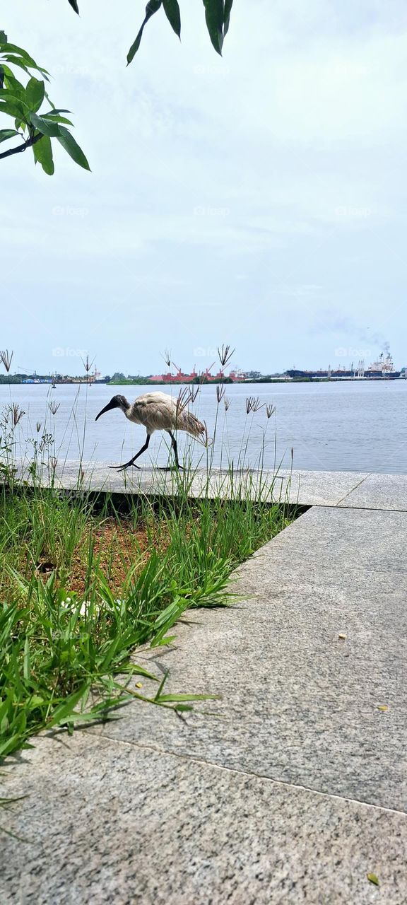 ibis