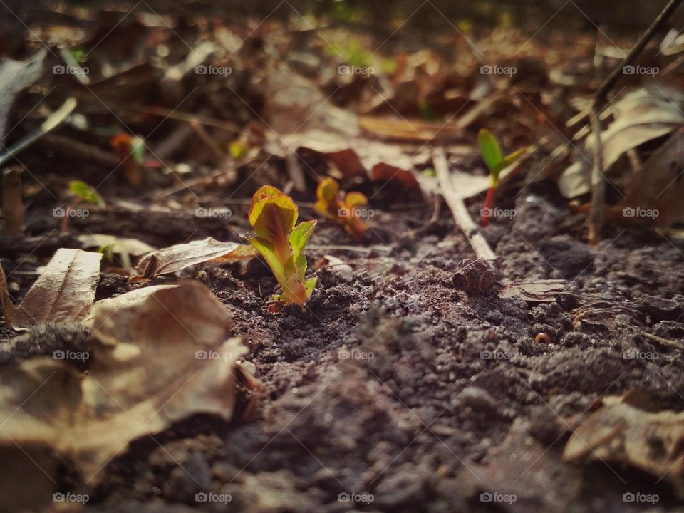 Photography of a little plant growing up in the ground. Sprout growing from ground in the warm spring. Begining of life. Nature photography. Seasonal specific. Sun, plants, ground. Green tiny sprout.