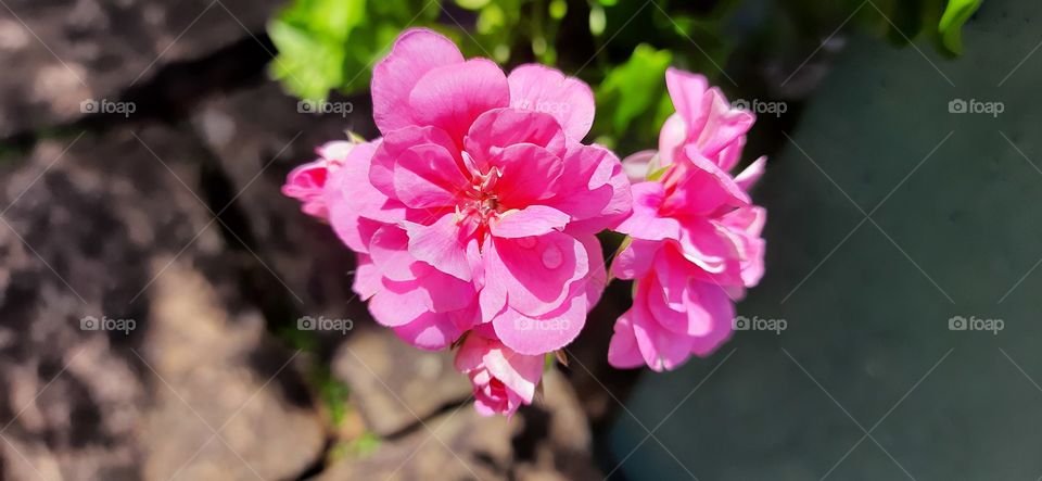 Nature create beautiful flowers, flowers create happiness