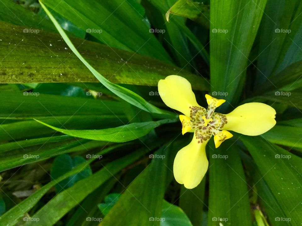 At Hawaii Tropical Botanical Garden