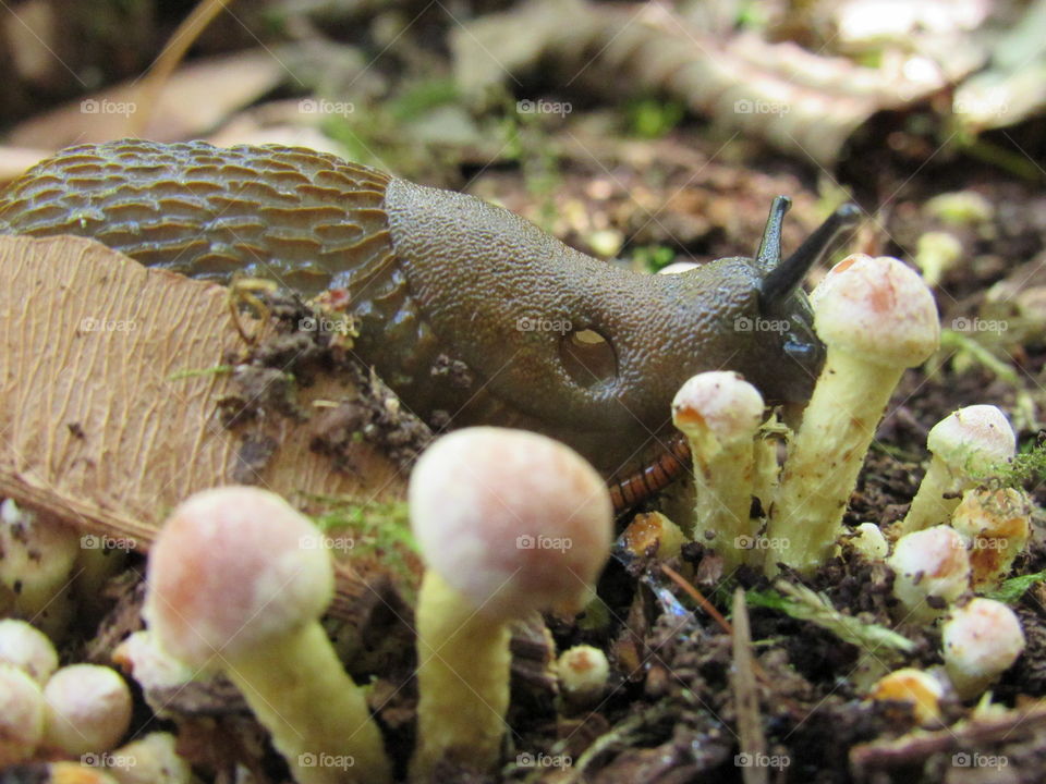 Close-up of slugs and mushrooms