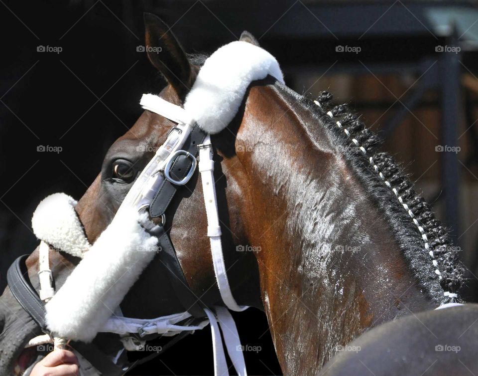 zazzle.com/fleetphoto for great horse racing memorabilia.