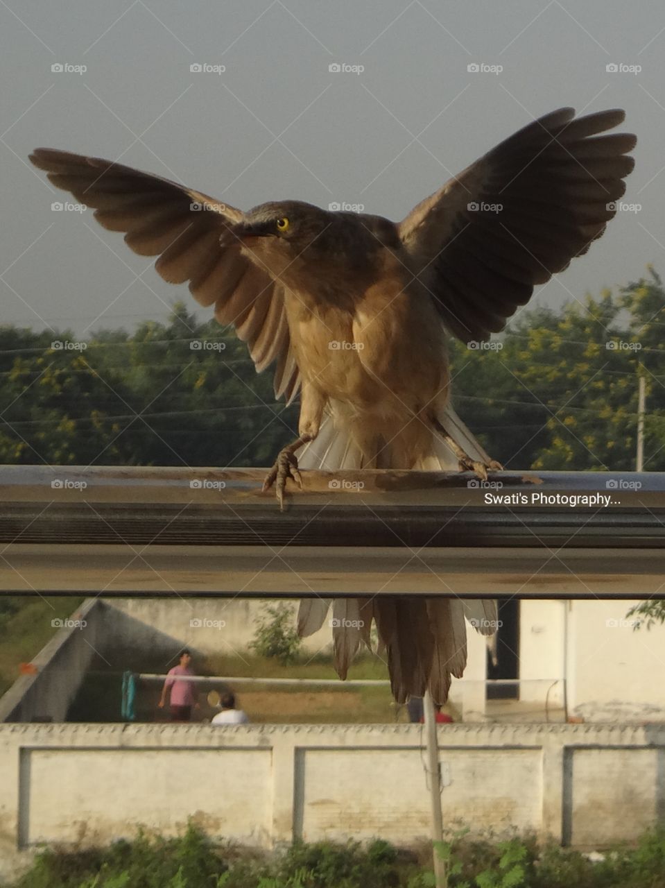 Captured a stunning shot of this Jungle Babbler after a long wait of thirty minutes.π Bird watching and clicking their pics is one of my favourite hobbies.πβ¨