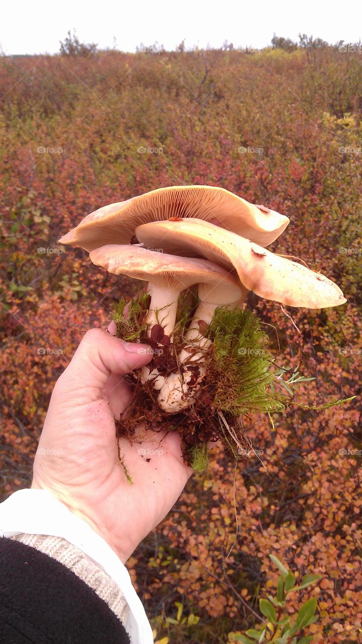 Autumn. Mushroom season