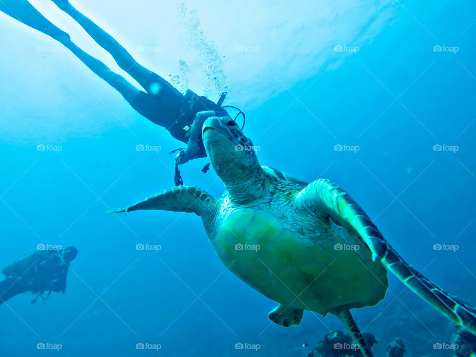 Turtles