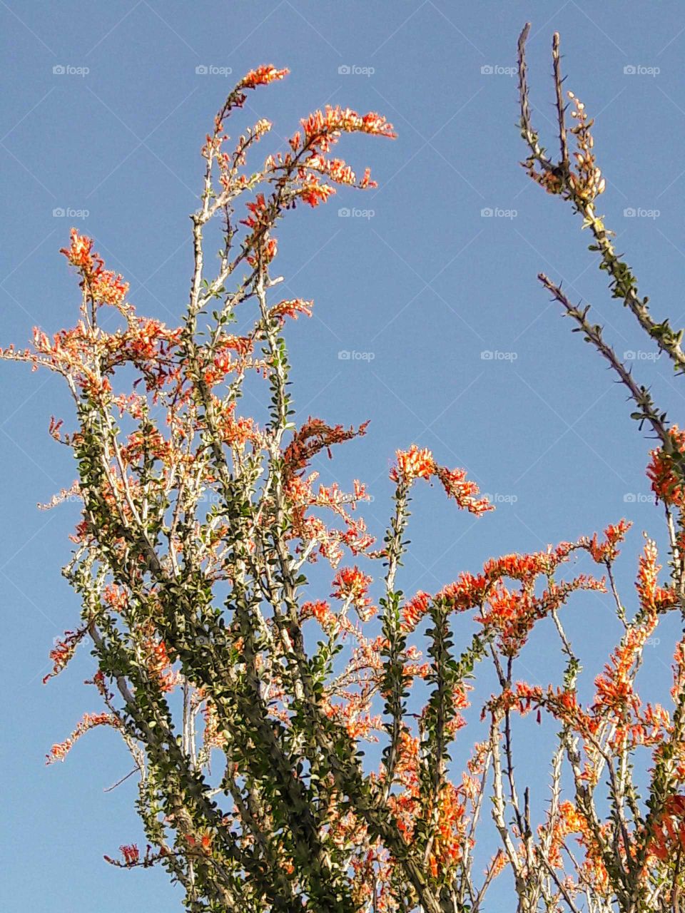 Blooming ocotillo