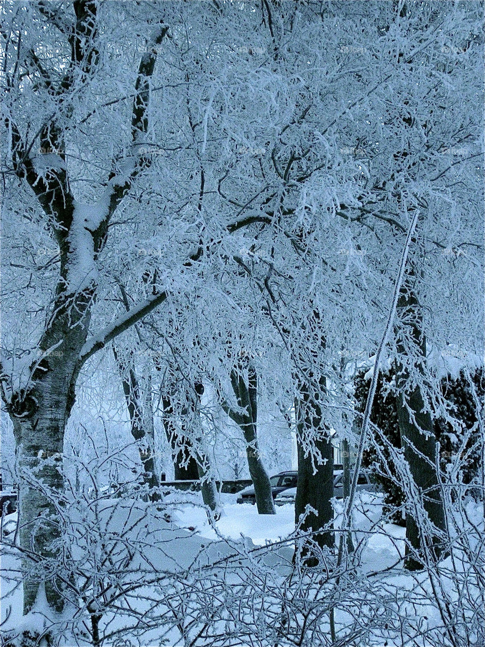 winter sweden trees träd by ylvafloreman