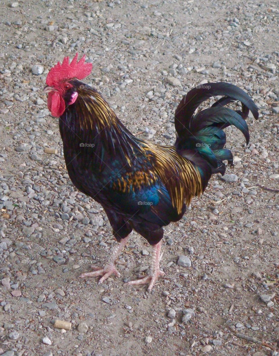 Colorful rooster