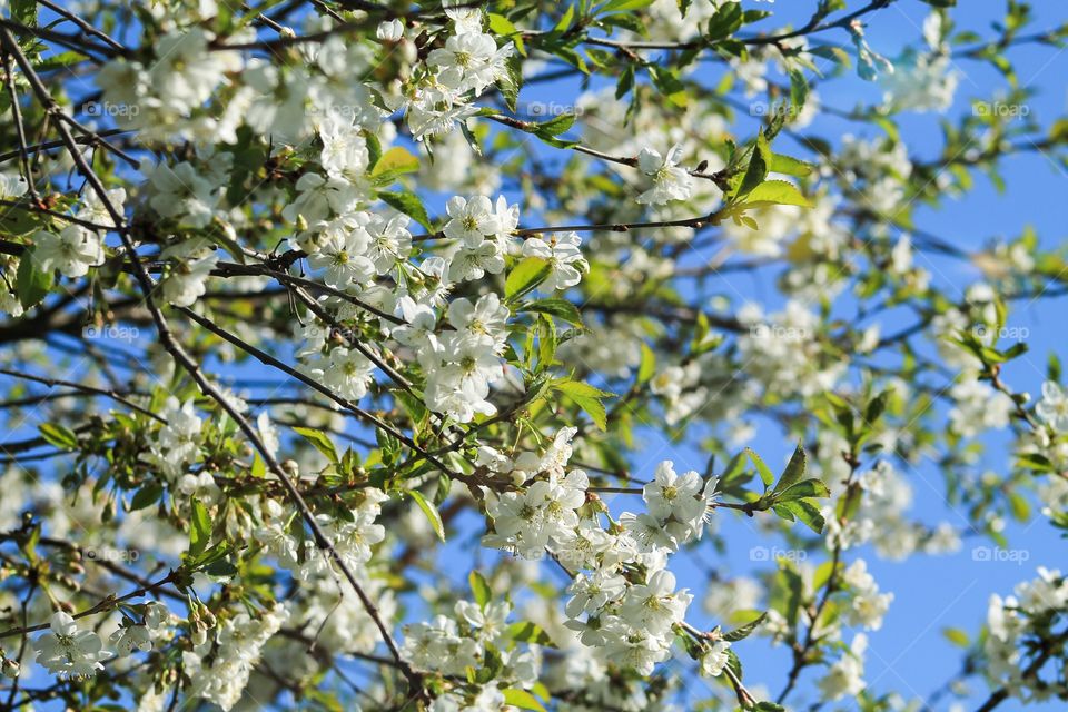Apple tree bloomig
