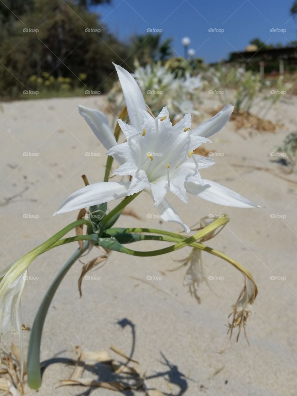 flower on the beach
