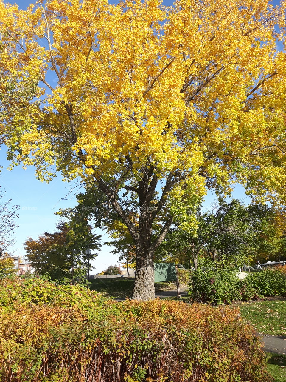 fall in yellow!🍂🍂🍂