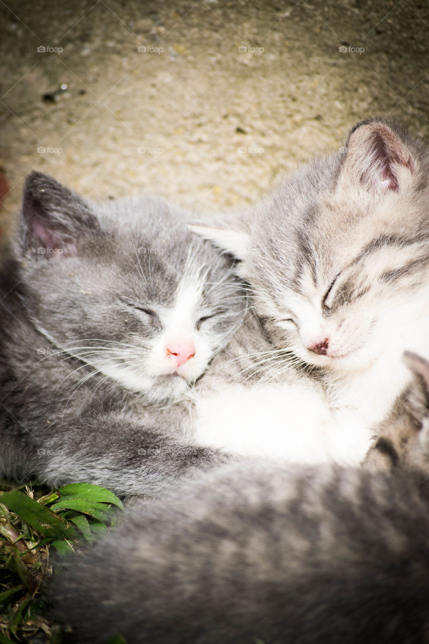 Snuggling kittens