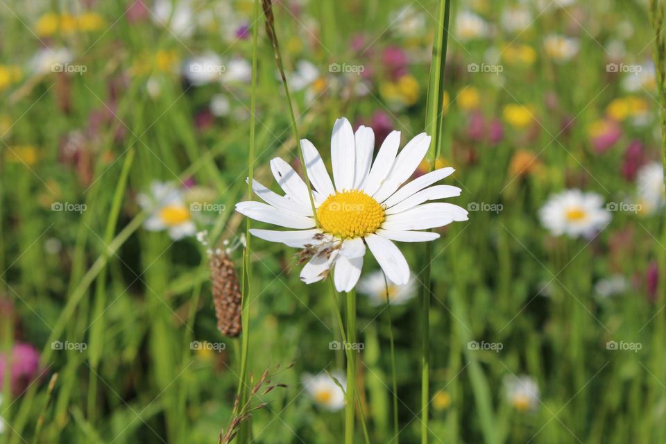 A daisy among wild flower meadows in the Carpathian mountains