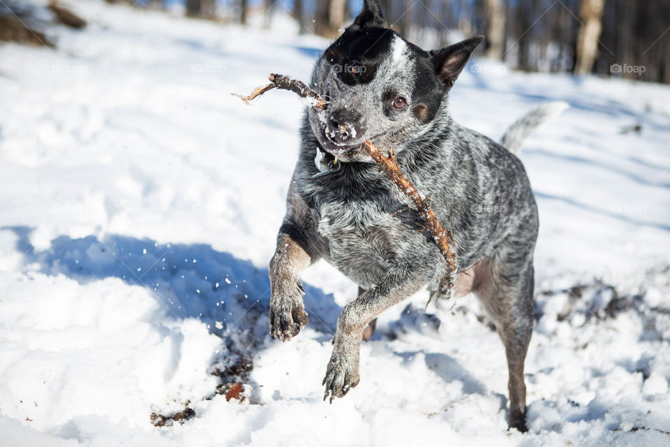 dog playing