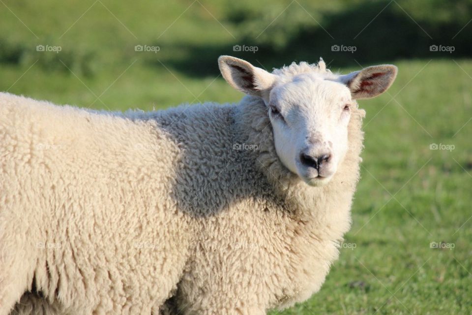 Sheep looks at the lens 