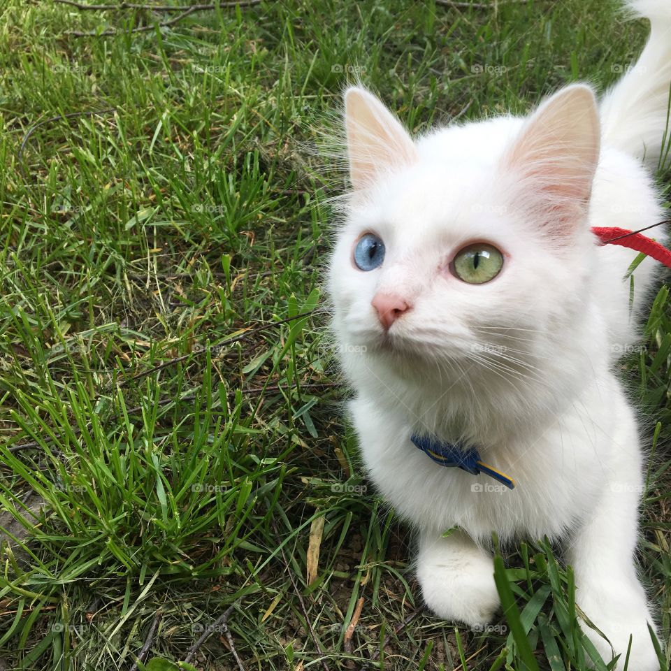 Beautiful cat with different eyes 