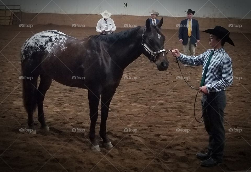 Mammal, Cavalry, Farm, Horse, Seated