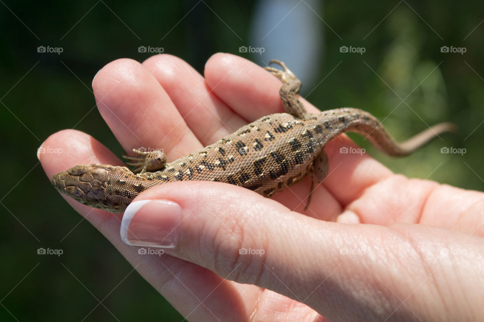 Lizard in hand
