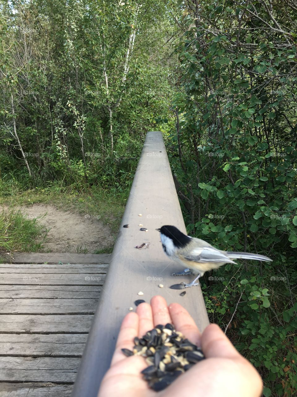 Bird, Nature, Tree, Wood, Outdoors