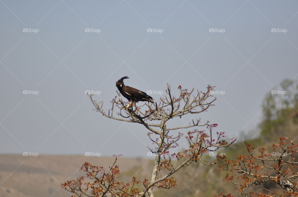 My crest needs a hairbrush!