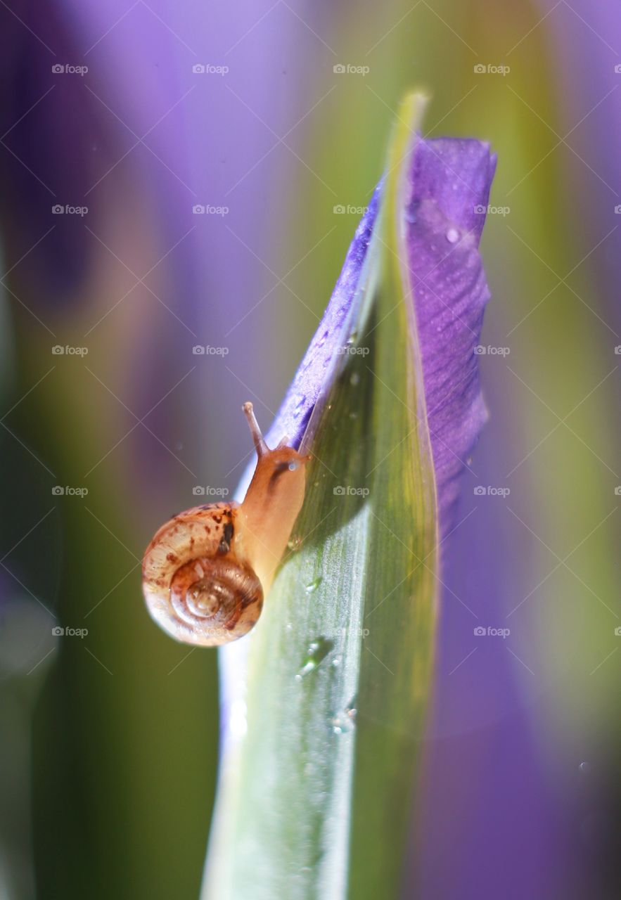 snail on a purple iris flower