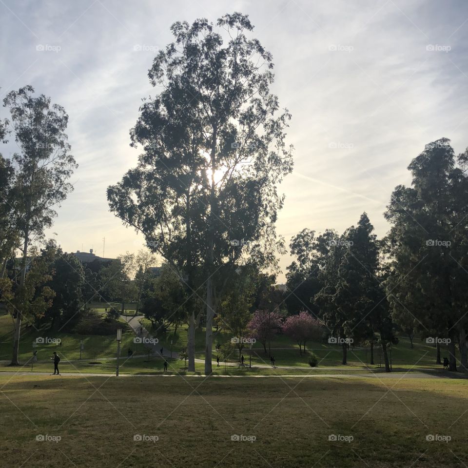 Park at a college campus (UC Irvine)