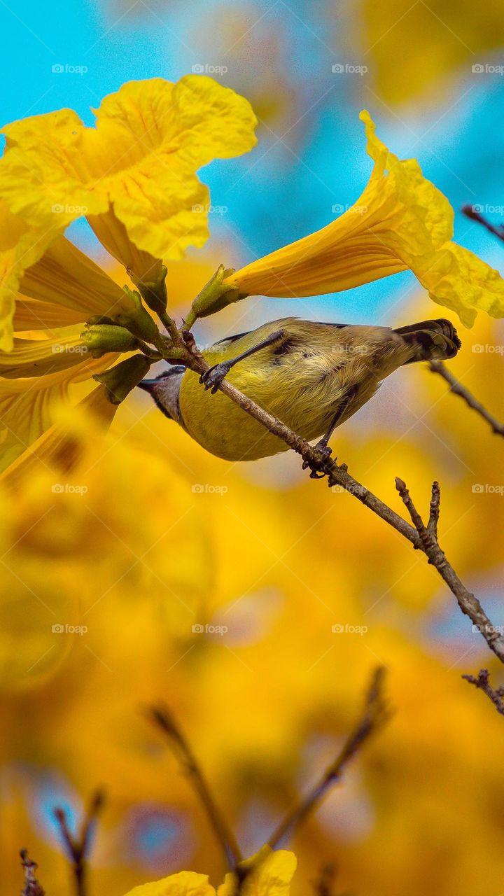 Bird and flower