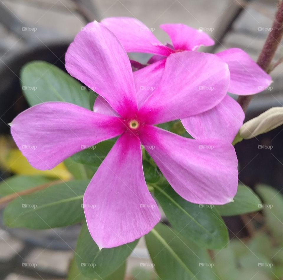 Pinkish flower, star in the middle