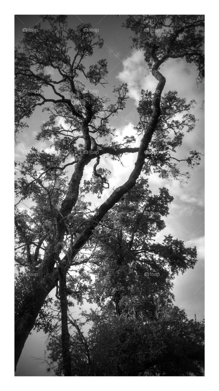 Low angle view of a tree against sky