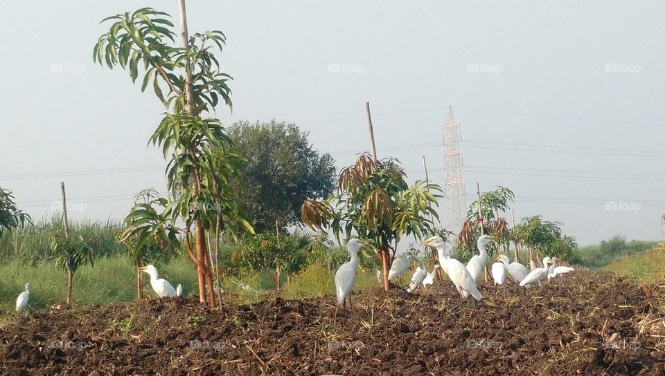 Cranes in the mango farm