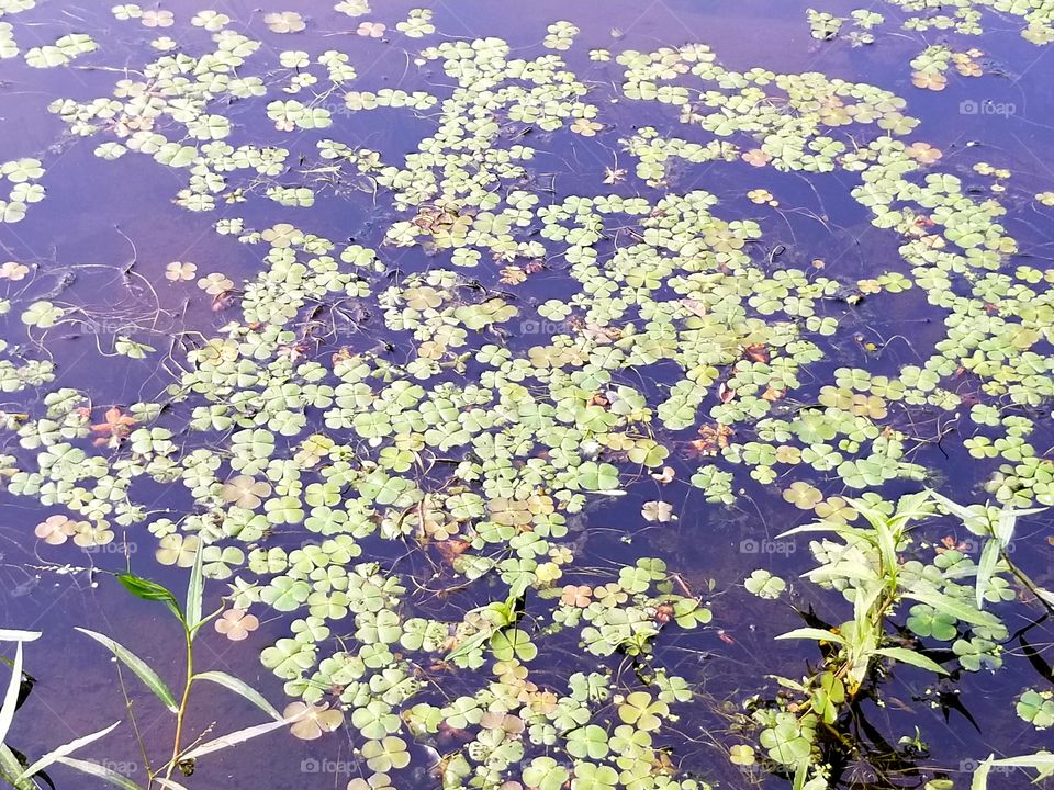 clovers on a pond