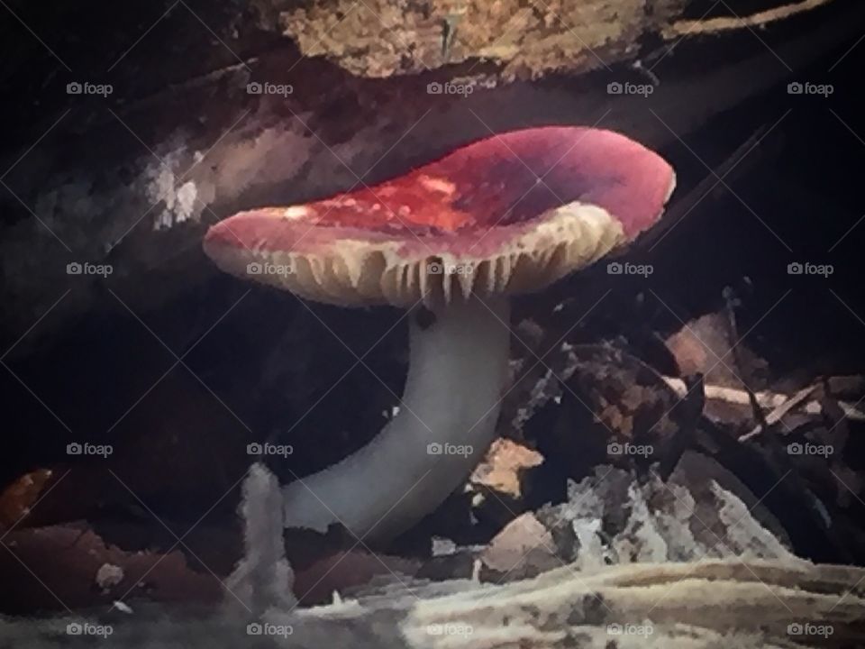 Mushroom 